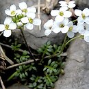 Hutchinsia alpina (rzeżuszka alpejska)