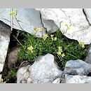 Saxifraga moschata (skalnica darniowa)