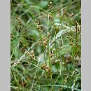 Juncus tenuis (sit chudy)