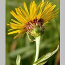 Inula salicina (oman wierzbolistny)