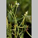 Thesium (leniec)