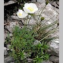 Papaver tatricum (mak tatrzański)