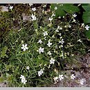 Heliosperma quadridentatum (słonecznica wąskolistna)