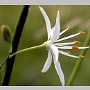Anthericum (pajęcznica)