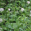 Valeriana excelsa ssp. sambucifolia (kozłek bzowy)