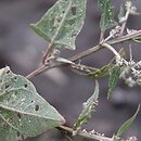 Atriplex prostrata s.l. (łoboda oszczepowata)