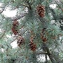 Pseudotsuga menziesii var. glauca (daglezja zielona odm. sina)