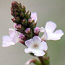 Verbena (werbena)