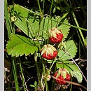 Fragaria viridis (poziomka twardawa)