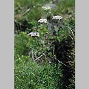 Mutellina purpurea (marchwica pospolita)