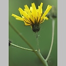 Crepis paludosa (pępawa błotna)
