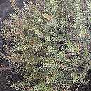 Lepidium (pieprzyca)
