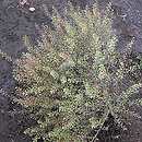 Lepidium ruderale (pieprzyca gruzowa)