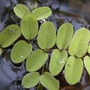 Salvinia natans (salwinia pływająca)