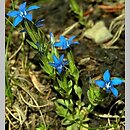 Gentiana nivalis (goryczka śniegowa)