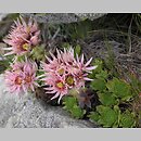 Sempervivum montanum (rojnik górski)