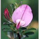 Ononis spinosa (wilżyna ciernista)
