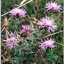 Centaurea stoebe (chaber nadreński)