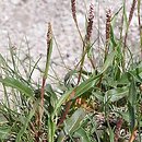 Polygonum viviparum (rdest żyworodny)