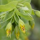 Cerinthe minor (ośmiał mniejszy)