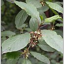 Frangula alnus (kruszyna pospolita)