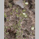 Arenaria (piaskowiec)