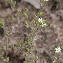 Arenaria serpyllifolia (piaskowiec macierzankowy)