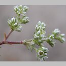 Scleranthus perennis (czerwiec trwały)