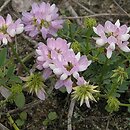 Coronilla (cieciorka)