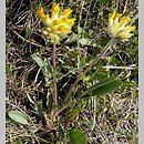 Anthyllis alpestris (przelot alpejski)