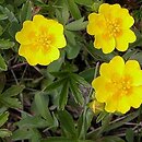 Potentilla aurea (pięciornik złoty)