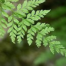 Polypodiopsida (polypodiofity)