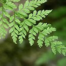 Pteridophyta (paprocie)