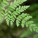 Cystopteris fragilis (paprotnica krucha)