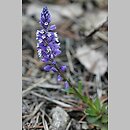 Polygala amara ssp. brachyptera (krzyżownica gorzka górska)