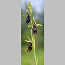 Ophrys insectifera (dwulistnik muszy)