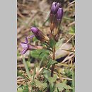 Gentianella lutescens (goryczuszka wczesna)
