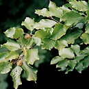 Fagus sylvatica s.str. (buk pospolity)