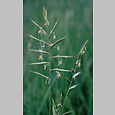 Brachypodium (kłosownica)