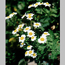 Tanacetum (wrotycz)