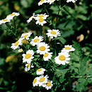 Tanacetum parthenium (wrotycz maruna)