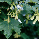 Acer (klon)