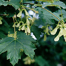Acer pseudoplatanus (klon jawor)
