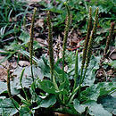 Plantago major (babka zwyczajna)
