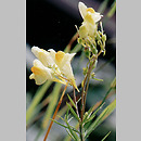 Linaria (lnica)