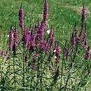 Lythraceae (krwawnicowate)