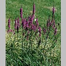 Lythrum (krwawnica)