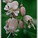 Silene vulgaris (lepnica rozdęta)