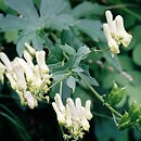 Aconitum lycoctonum ssp. lycoctonum (tojad lisi typowy)