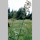 Scrophularia nodosa (trędownik bulwiasty)